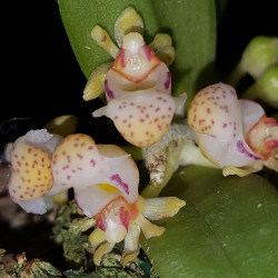 GASTROCHILUS PATINATUS