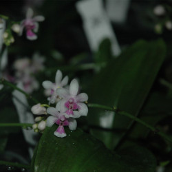 PHALAENOPSIS DELICIOSA