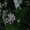 PHALAENOPSIS DELICIOSA