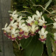 PHALAENOPSIS PARISHII