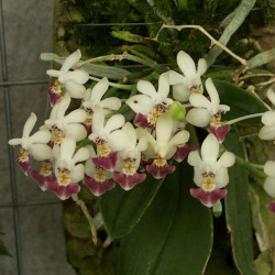 PHALAENOPSIS PARISHII