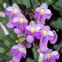 SCHOENORCHIS SCOLOPENDRA