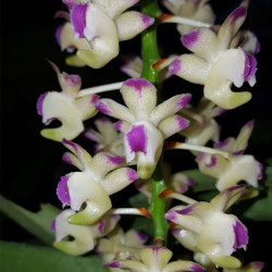 AERIDES QUINQUEVULNERA