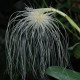 BULBOPHYLLUM MEDUSAE