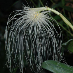 BULBOPHYLLUM MEDUSAE