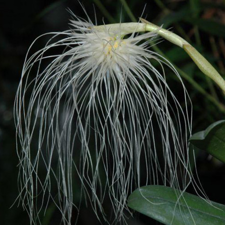 BULBOPHYLLUM MEDUSAE