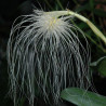 BULBOPHYLLUM MEDUSAE