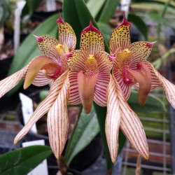 BULBOPHYLLUM BICOLOR