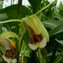 COELOGYNE SPECIOSA