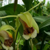 COELOGYNE SPECIOSA