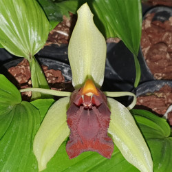 COELOGYNE SPECIOSA X USITANA