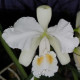 CATTLEYA LABIATA ALBA