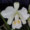 CATTLEYA LABIATA ALBA