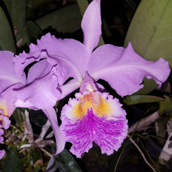 CATTLEYA TRIANAE