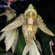 CATASETUM CHARLESWHORTII X ORNITHOIDES