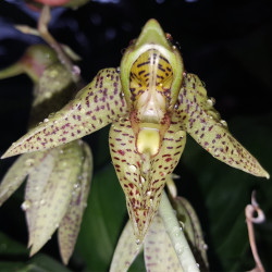 CATASETUM CHARLESWHORTII X ORNITHOIDES