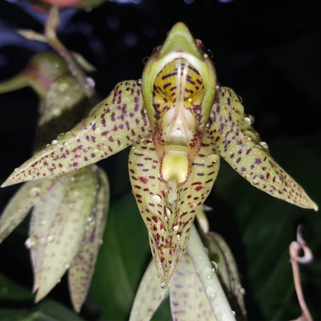CATASETUM CHARLESWHORTII X ORNITHOIDES
