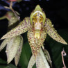 CATASETUM CHARLESWHORTII X ORNITHOIDES