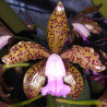 CATTLEYA LEOPOLDII LEOPARDIANA