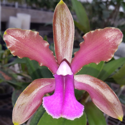 CATTLEYA BICOLOR