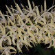 DENDROBIUM SPECIOSUM
