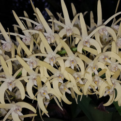 DENDROBIUM SPECIOSUM