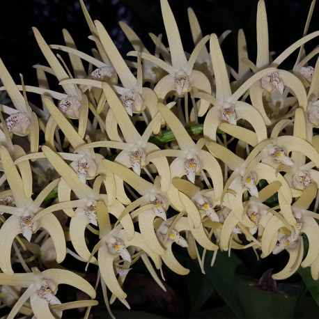 DENDROBIUM SPECIOSUM