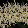 DENDROBIUM SPECIOSUM