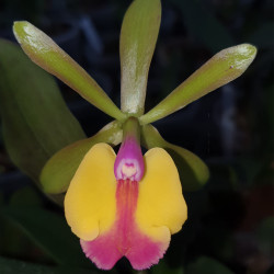 EPICATTLEYA RENEE MARQUEZ X CATTLEYA SCHILLERIANA