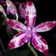 PHALAENOPSIS MARIAE