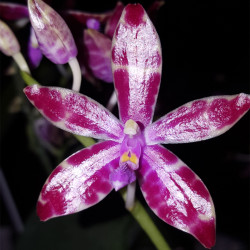 PHALAENOPSIS MARIAE
