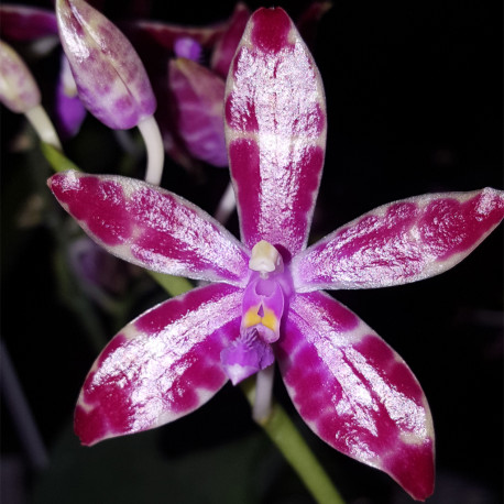 PHALAENOPSIS MARIAE