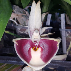 CATASETUM PILEATUM PIERRE COURET X PENA