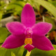 PHALAENOPSIS VIOLACEA