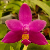 PHALAENOPSIS VIOLACEA