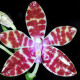 PHALAENOPSIS BASTIANII