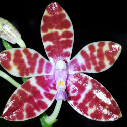 PHALAENOPSIS BASTIANII