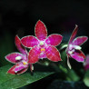 PHALAENOPSIS LUEDDEMANIANA