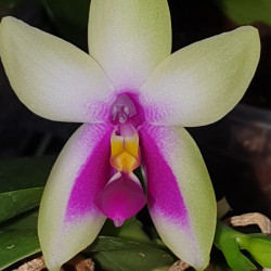 PHALAENOPSIS BELLINA