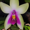 PHALAENOPSIS BELLINA