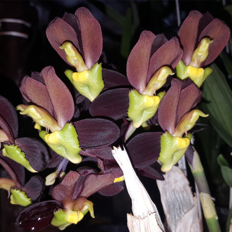 CATASETUM TENEBROSUM