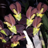 CATASETUM TENEBROSUM