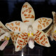 PHALAENOPSIS ZEBRINA PALAWAN