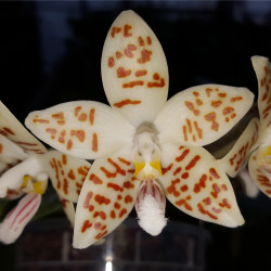 PHALAENOPSIS ZEBRINA PALAWAN