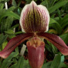 PAPHIOPEDILUM COLBERT