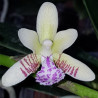 SEDIREA JAPONICA