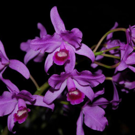 CATTLEYA BOWRINGIANA