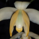 STANHOPEA TRICORNIS