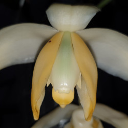 STANHOPEA TRICORNIS