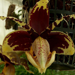 STANHOPEA TIGRINA